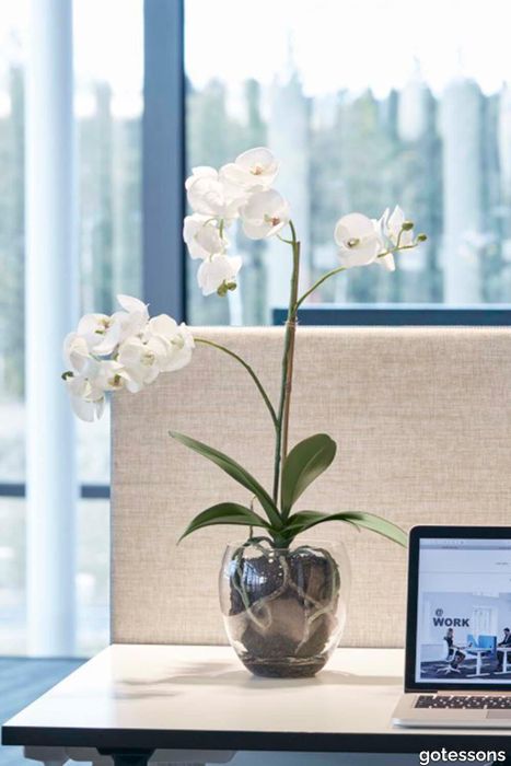 V_Orchid_Phalaenopsis_Gotessons_1500px.jpg