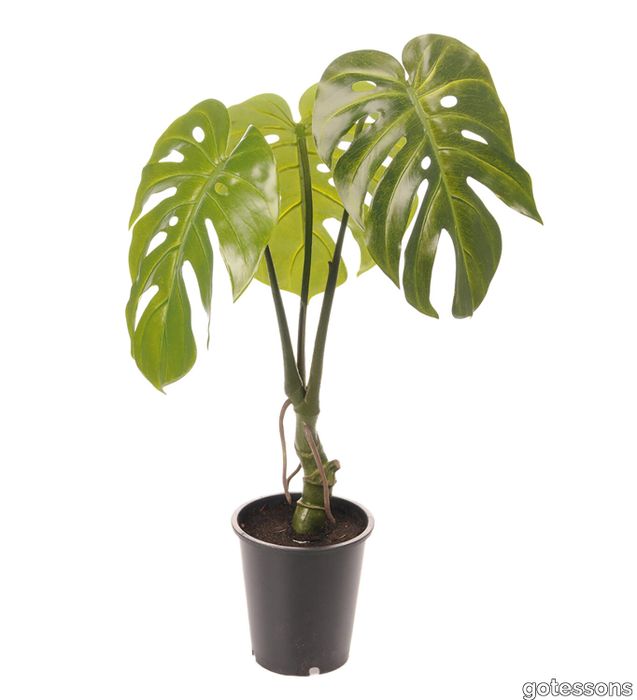 V_Monstera_small_gotessons.jpg