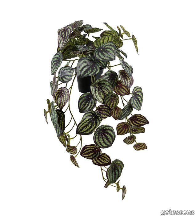 V_Peperomia_gotessons.jpg