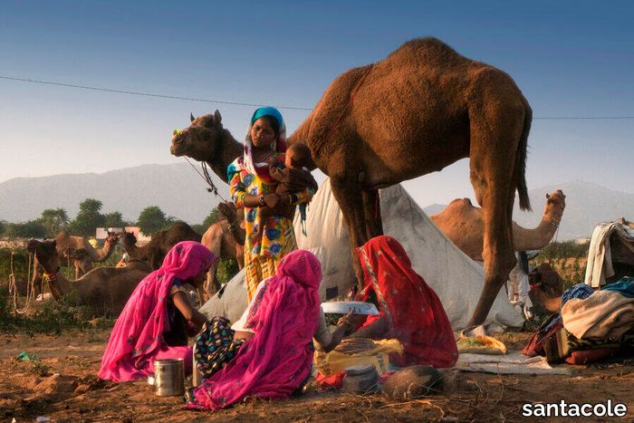 arte-feria-de-pushkar-1384-x600.jpg