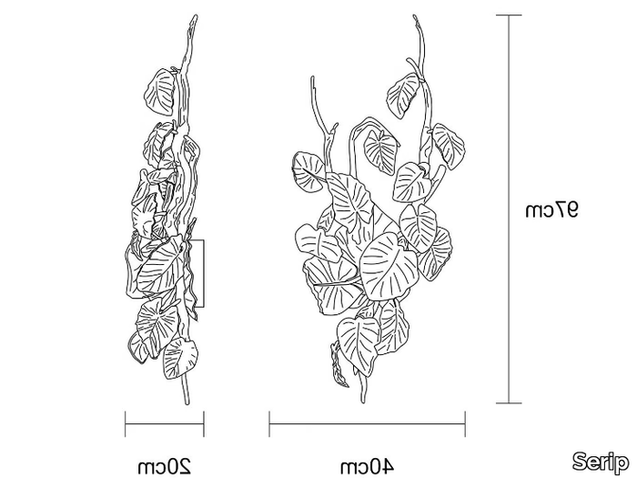 CALATHEA-MAKOYANA-LARGE-Serip-582003-dim39f031f4.jpg