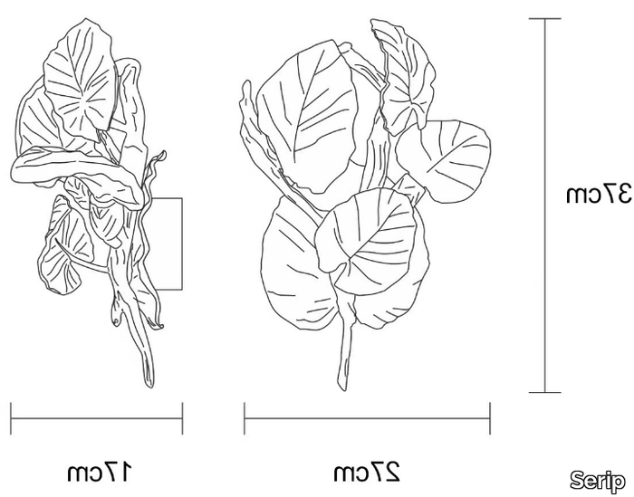 CALATHEA-MAKOYANA-SMALL-Serip-582001-dim88321eb7.jpg