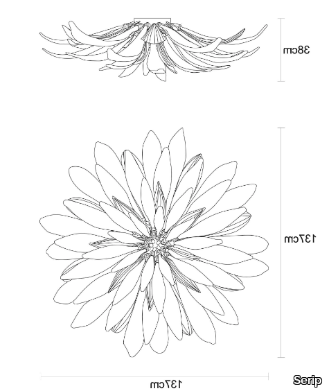 DANDELION-RAY-LARGE-Serip-636638-dim46667d61.jpg