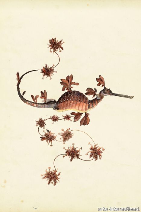 blooming_seadragon_drawing-medium-two-thirds.jpg